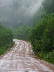Forest dirt road