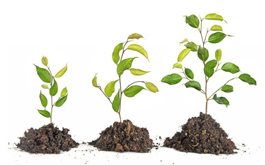 Saplings on white background