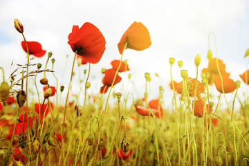 Poppies field in rays sun.