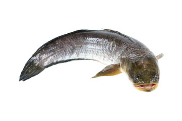 snakehead fish isolated on white