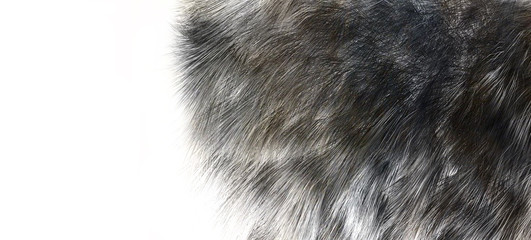 The texture of fur wolf