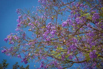 Beautiful blooming jacaranda trees in Athens, Greece - obrazy, fototapety, plakaty