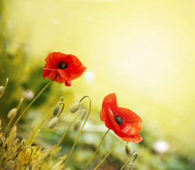 Poppy flowers isolated on green.