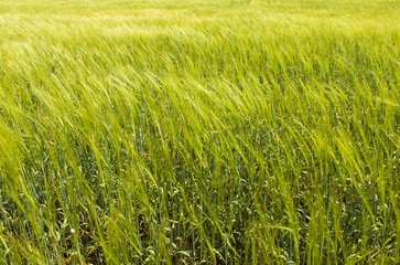 Bright green field fluffy spikelets, Closeup of green grass