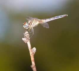 Lofty perch