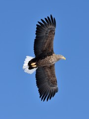 A white-tailed eagle in the sky