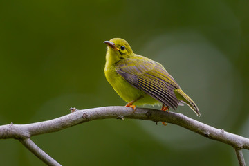 Lovely young  Brown-throated sunbird(Prinia inornata) in real nature in Thailand
