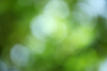 Plakat abstract of green bokeh background.
