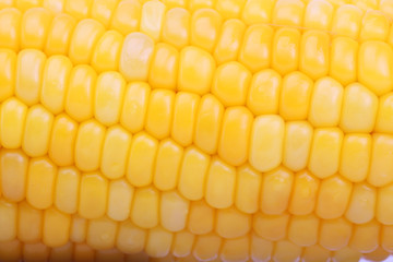 close up of corn background.