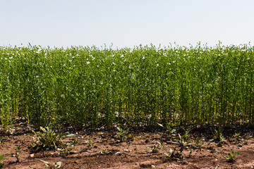 flowering white flax field, flax blooms in rows