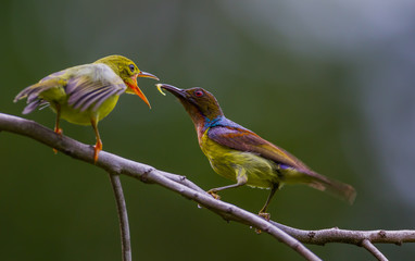 Male Brown-throated sunbird(Prinia inornata) feeding his cubs in real nature in Thailand