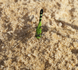 Waiting dragonfly