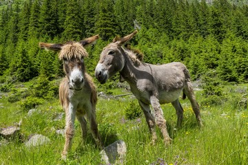  Donkeys talking to each other.Couple communication.