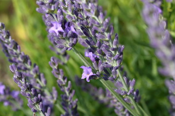 Obraz premium Close up photo of Lavender just beginning to bloom in the herb garden.