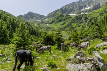 Grey and brown donkeys grazing in the mountains