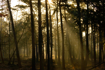 Sunbeams penetrating a forest in morning light