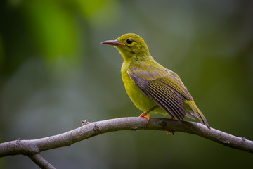 Lovely young  Brown-throated sunbird(Prinia inornata) in real nature in Thailand