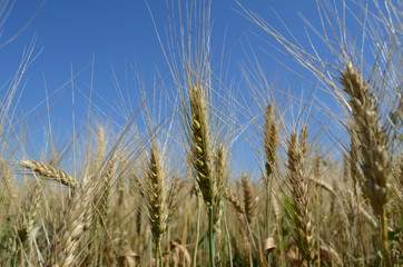 ears of wheat in the field close up photo