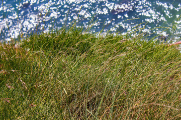 Grass near sea on sunny day with blue sky