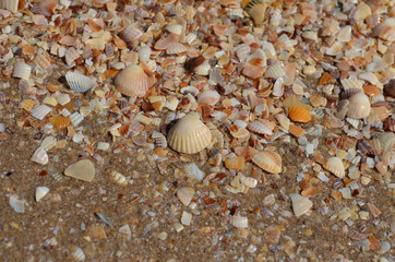 Sea shells on the shore close-up photo