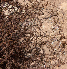 Rusty old barb wire roll that got tangled together.