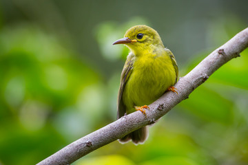 Lovely young  Brown-throated sunbird(Prinia inornata) in real nature in Thailand
