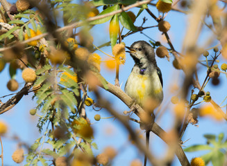 Nile Valley Sun Bird