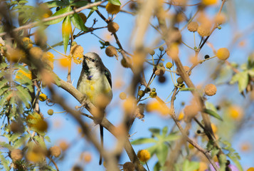Nile Valley Sun Bird