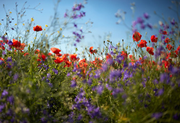 Obraz na płótnie Canvas Abstract photo of poppy field flowers. Shallow DOF