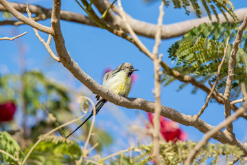 Nile Valley Sun Bird