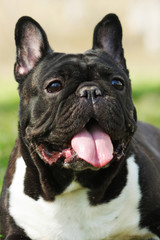 happy dog of the French bulldog lies in summer