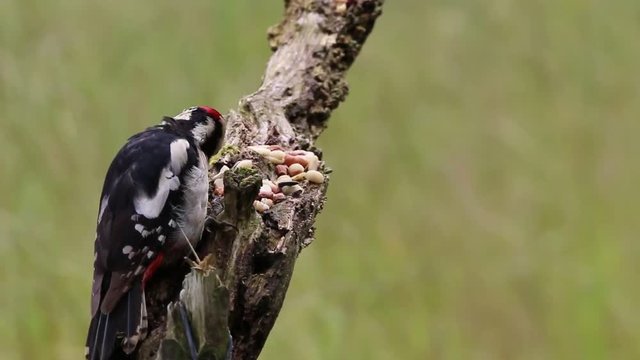 Buntspecht