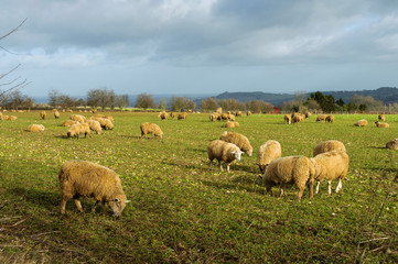 Sheep in a field in winter