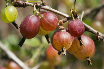 Gooseberries.