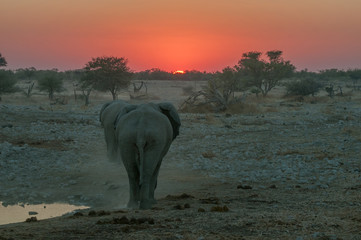 Fiery sunset with elephants walking into the sunset