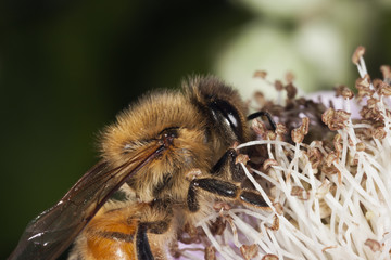 Side view of a honey bee climbing on a flower