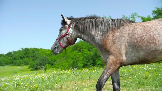 Horse Mane Waving
