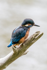 Kingfisher