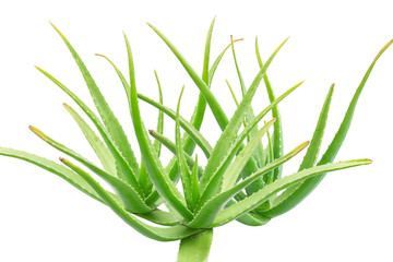Closeup of the green Aloe Vera isolated on white background.