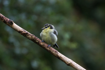 Juvenile Blue Tit on Branch