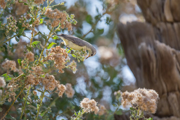 Nile Valley Sun Bird