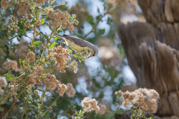 Nile Valley Sun Bird