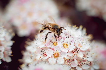 A bee on a flower
