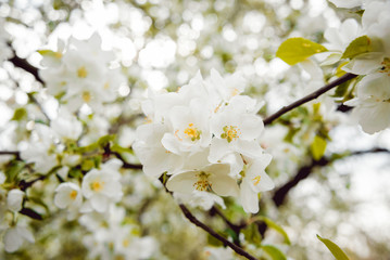 Obraz premium Beautiful flowers.