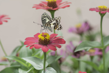 Butterfly sucking nectar from pink flowers .