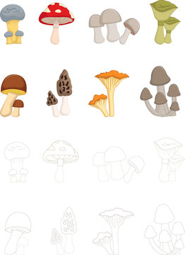 different kinds of mushrooms with coloring book