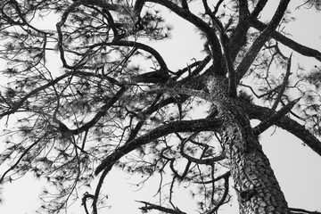 Obraz premium Pine tree