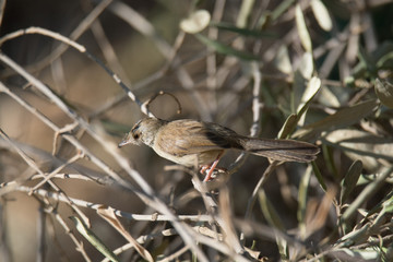 Reed Warbler Bird