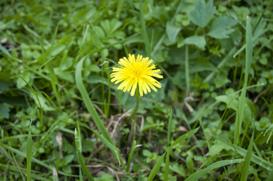 Single yellow dandelion flower in the green grass stock image. Moscow, Russia, June 2016.