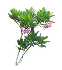 Isolated Plumeria tree with pink flowers on white background